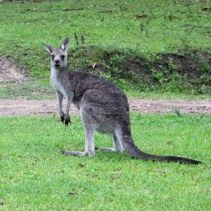 bundanon-residency